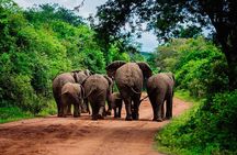1-Day Safari to Akagera National Park with Big Five Adventure