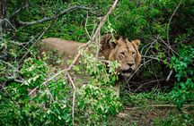 1-Day Safari to Akagera National Park with Big Five Adventure