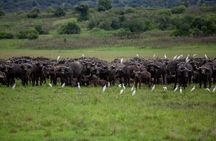 1-Day Safari to Akagera National Park with Big Five Adventure