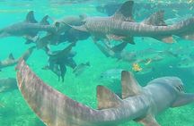 Hol Chan Marine Reserve Snorkeling Adventure