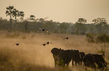 Full-Day Chobe National Park Game Drive from Kasane
