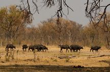 Full-Day Chobe National Park Game Drive from Kasane