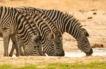 Chobe 4-Hour Game Drive & Impalila Island Cultural Tour - Namibia