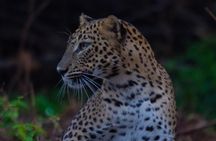Galle to Ella Shuttle & Yala Safari Drive with Breakfast
