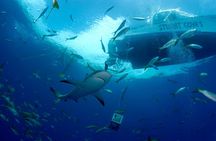 Nassau Shore Excursion: Bahamas Snorkel Adventure