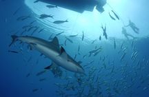 Nassau Shore Excursion: Bahamas Snorkel Adventure