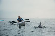 Guided Kayak Tours in Cape Town