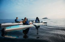 Guided Kayak Tours in Cape Town