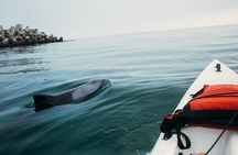 Guided Kayak Tours in Cape Town