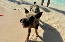 Fast Track Swimming Pigs Encounter