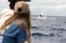 Eco-Raft Tour: Intro to Hawaiian History & Whale or Dolphin Watch