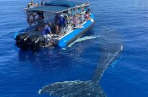 Eco-Raft Tour: Intro to Hawaiian History & Whale or Dolphin Watch