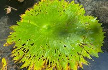 Explore Uxmal, 2 Magic Cenotes and Mayan Gastronomy