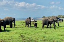 Private Jeep Safari at Minneriya and Kaudulla National Parks