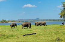 Private Jeep Safari at Minneriya and Kaudulla National Parks
