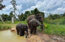 Army Jeep Jungle Safari and Elephant Freedom Rescue Centre Tour
