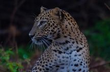 Ella to Galle Shuttle & Yala Safari Drive with Breakfast