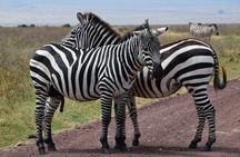 5 Days Mid Range Safari in Tanzania Tarangire and Serengeti 