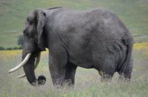 5 Days Mid Range Safari in Tanzania Tarangire and Serengeti 