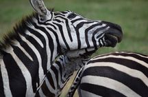 5 Days Mid Range Safari in Tanzania Tarangire and Serengeti 