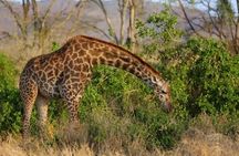 Private overnight To Saltlick Safari Lodge From Mombasa 