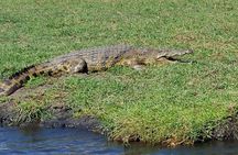 Chobe National Park Day Trip from Livingstone