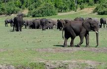 Chobe National Park Day Trip from Livingstone