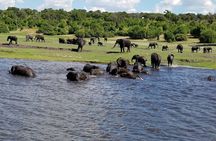 Chobe National Park Day Trip from Livingstone