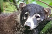 Corcovado National Park 2 Days 1 Night From Puerto Jimenez 