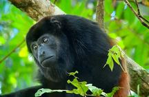 Corcovado National Park 2 Days 1 Night From Puerto Jimenez 