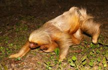 Night walk and search for tarantula sloths