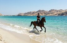 Nabq Beach Horse Riding with Stunning Red Sea Views