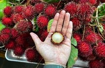 Da Local's Food Tour of Oahu