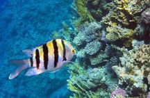 Puerto Morelos Snorkeling: Discover Vibrant Underwater Life