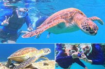 Turtle Snorkeling in Ishigaki - Fluent English! Small Group!