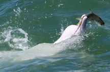 Private Lantau Tour: Crystal Cable Car & Dolphin Boat Ride