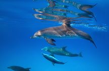 Enjoy wonderful Dolphin Photo Session with Transfer - Hurghada