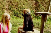 Skip Crowed Dujingyan Panda Tour Option Red Panda Interactive 