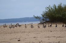 Mewia Lacha Costal Adventure Seagull Shoal