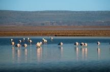 Full Day Tour to Piedras Rojas, Altiplanic Lagoons and Chaxa