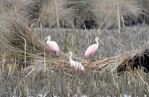 Bulls Island Ferry Adventure