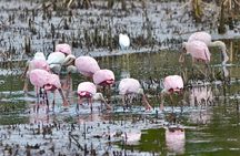 Bulls Island Ferry Adventure