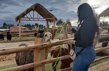 City Tour of Cusco and Encounter with Alpacas and Llamas