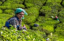 5 Days Kerala Tour with Private Car Houseboat Munnar and Thekkady