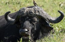 Lake Nakuru National Park Guided Day Tour from Nairobi