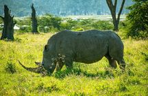 Lake Nakuru National Park Guided Day Tour from Nairobi
