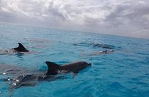 Mnemba Island Dolphin and Snorkeling Tour