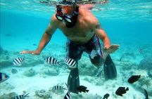 Mnemba Island Dolphin and Snorkeling Tour