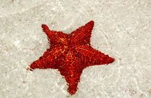 Saona by Speedboat: Private Beach & Snorkeling – Small Group