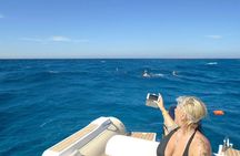 Private Speed Boat Dolphin Watching and Snorkeling Adventure